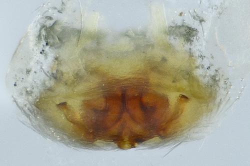Cryphoeca silvicola